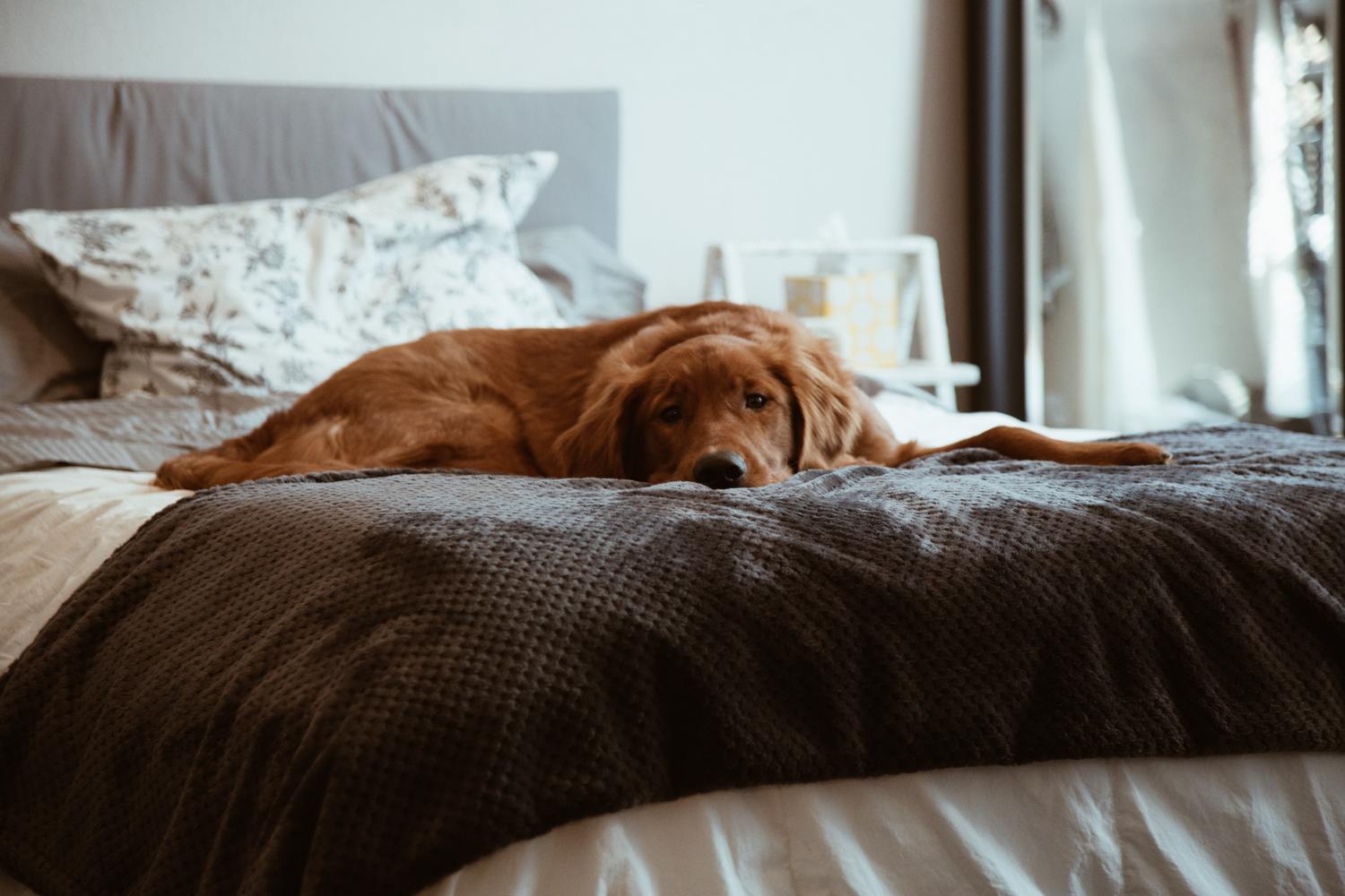 Schlafender Hund auf einem Bett.