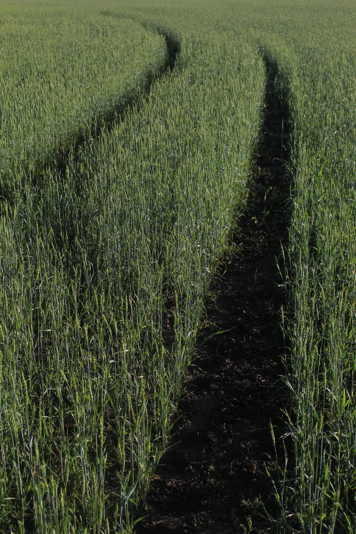 Grünes Feld mit schmalem Pfad.
