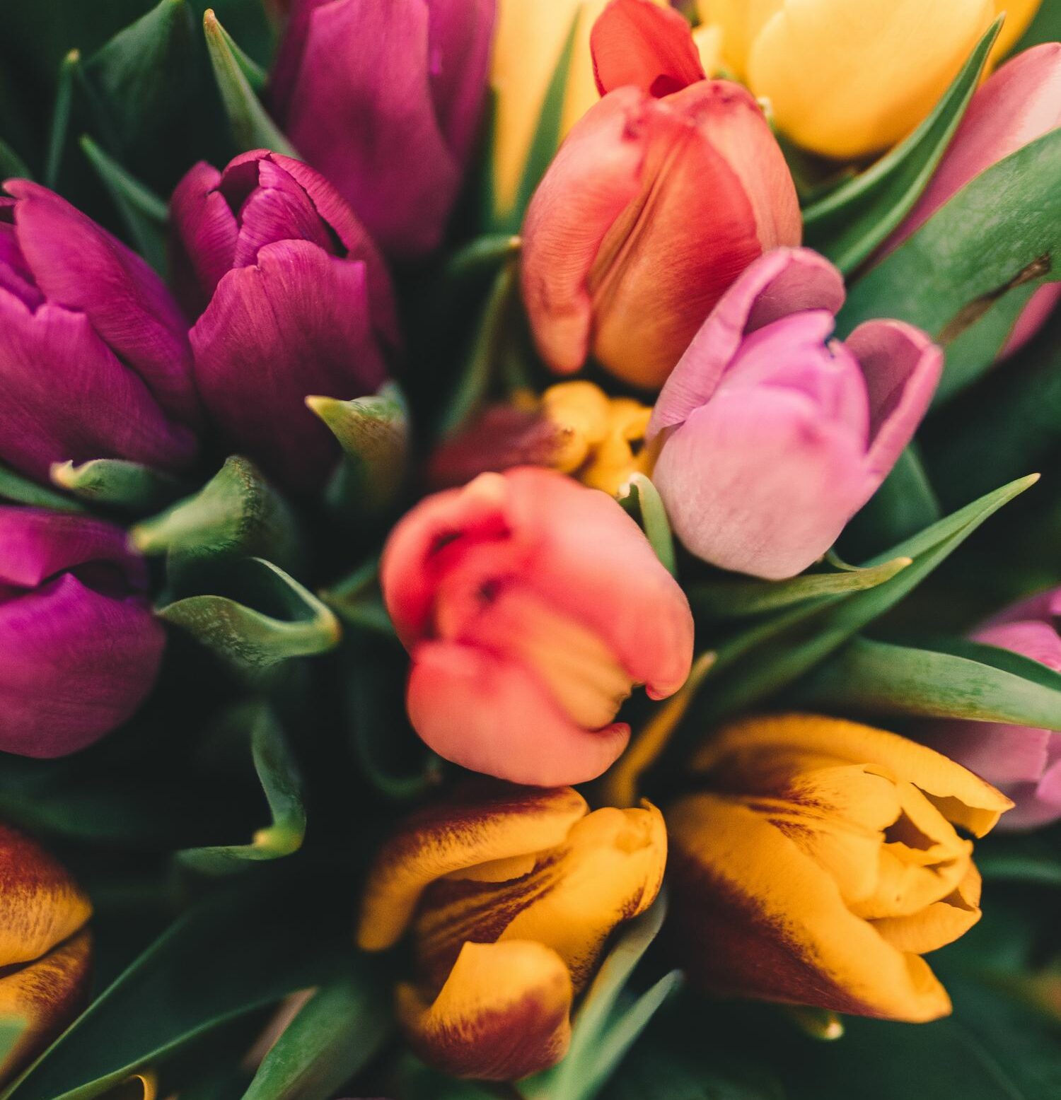 Tulpenstrauß