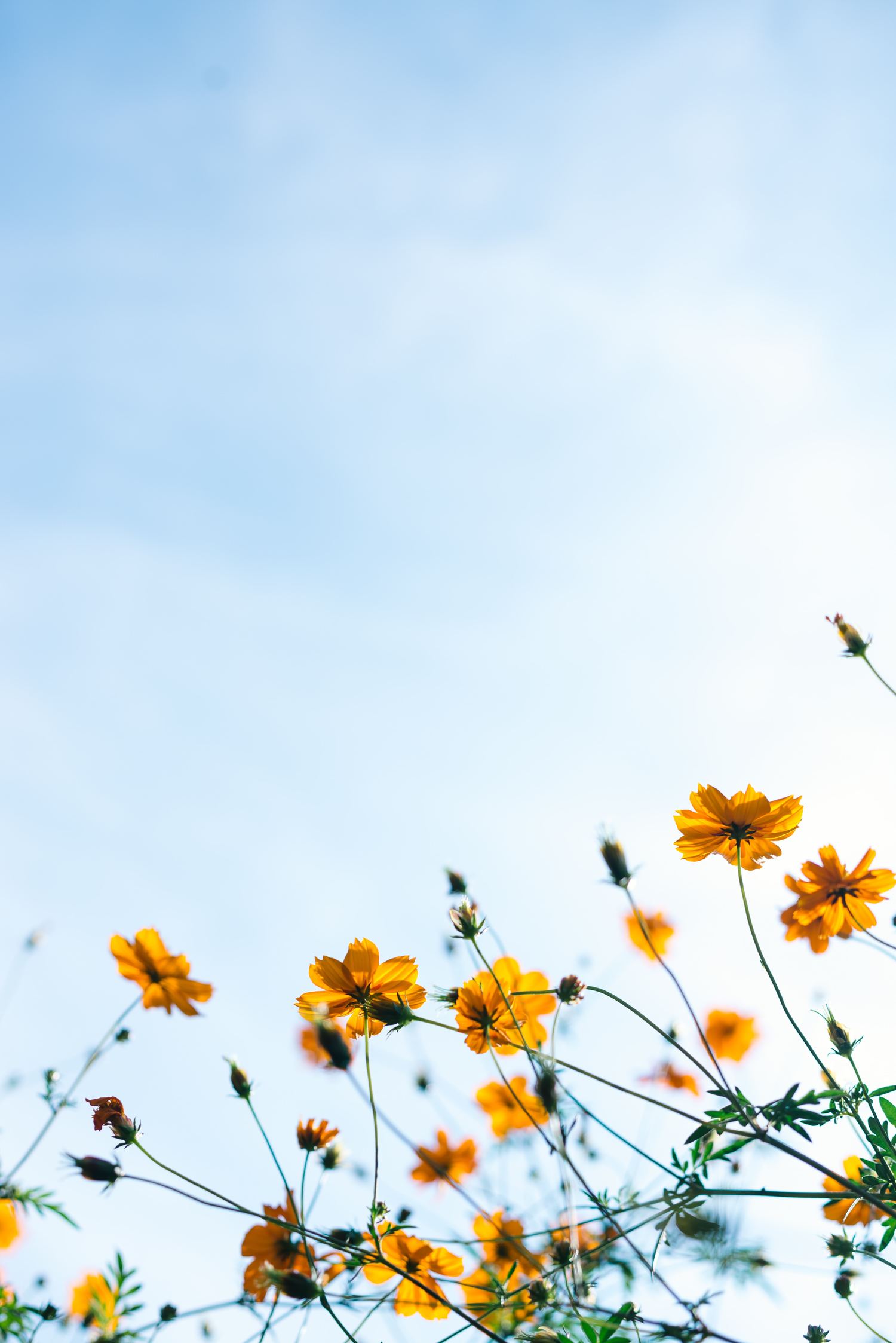 gelbe Blumen vor blauen Himmel