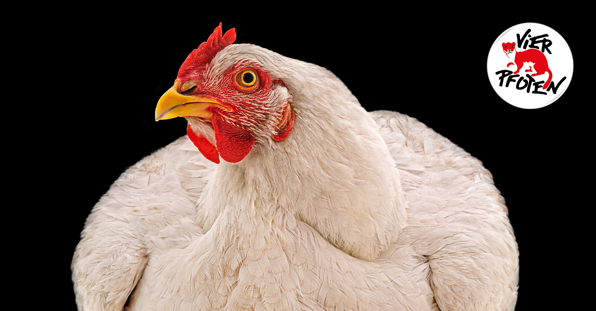 Bild von einem Huhn