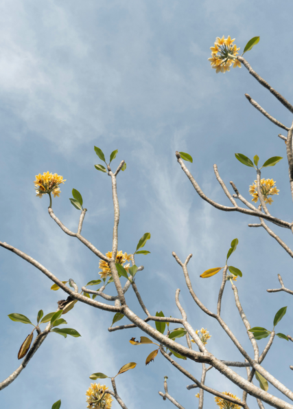 Blühende Äste vor blauem Himmel