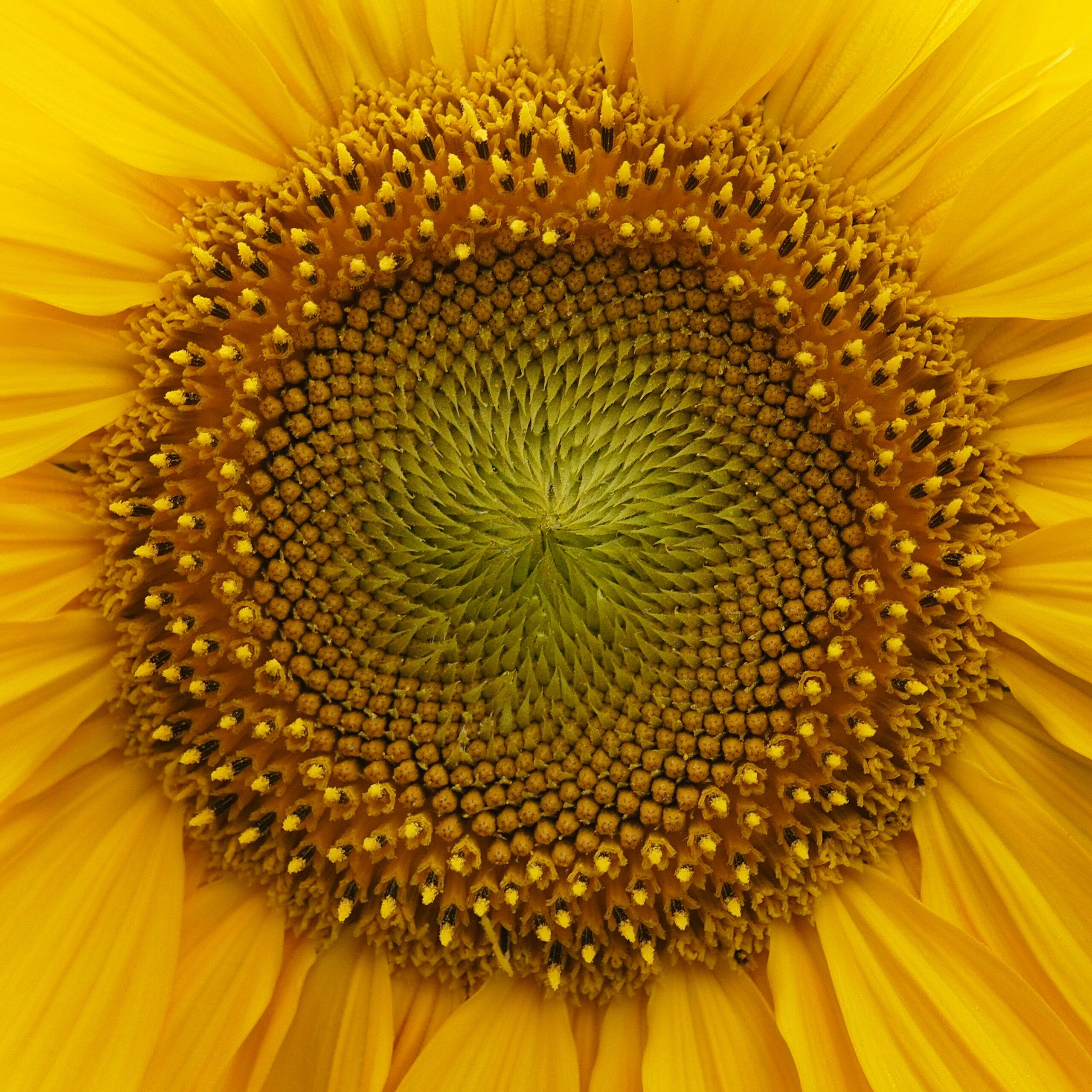 Lukasz Rawa IVJiTrJfNjA Unsplash Scaled Nahaufnahme einer Sonnenblume