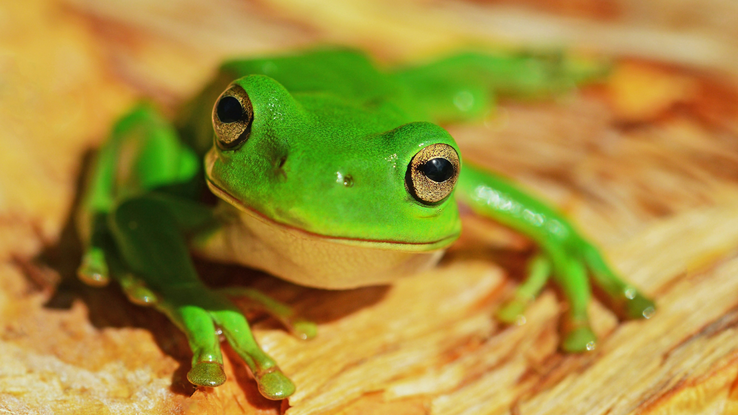 Grüner Frosch auf Holz