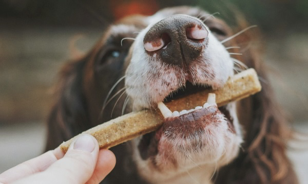 Ein Hund nimmt ein Leckerli aus der Hand eines Menschen.